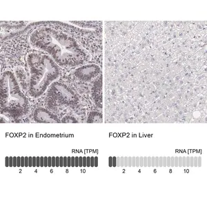 Merck Anti-FOXP2 antibody produced in rabbit