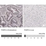 Merck Anti-FOXP2 antibody produced in rabbit
