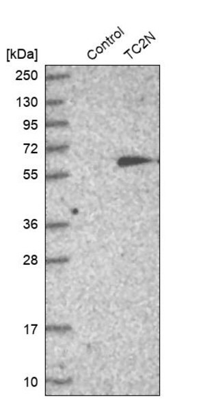Merck Anti-TC2N antibody produced in rabbit