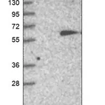 Merck Anti-TC2N antibody produced in rabbit