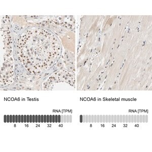 Merck Anti-NCOA6 antibody produced in rabbit