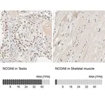 Merck Anti-NCOA6 antibody produced in rabbit