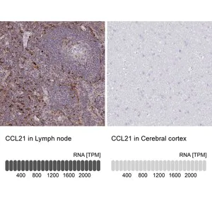 Merck Anti-CCL21 antibody produced in rabbit