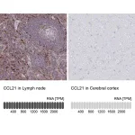 Merck Anti-CCL21 antibody produced in rabbit
