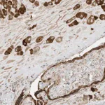 Merck Anti-PTK6 antibody produced in rabbit