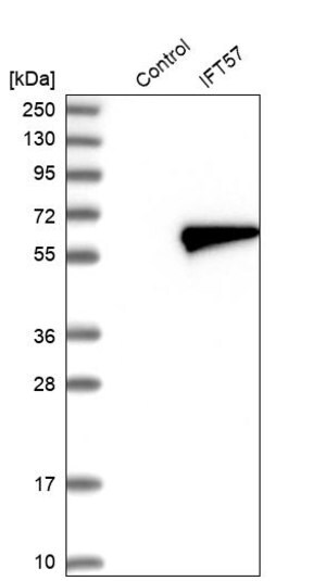 Merck Anti-IFT57 antibody produced in rabbit