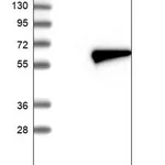 Merck Anti-IFT57 antibody produced in rabbit