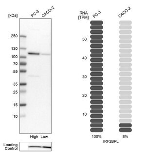 Merck Anti-IRF2BPL antibody produced in rabbit