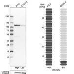 Merck Anti-IRF2BPL antibody produced in rabbit
