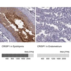 Merck Anti-CRISP1 antibody produced in rabbit