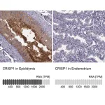 Merck Anti-CRISP1 antibody produced in rabbit