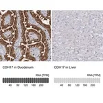 Merck Anti-CDH17 antibody produced in rabbit