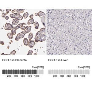 Merck Anti-EGFL6 antibody produced in rabbit