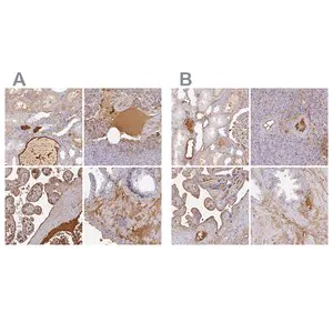 Merck Anti-ALB antibody produced in rabbit