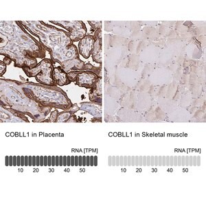 Merck Anti-COBLL1 antibody produced in rabbit