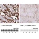 Merck Anti-COBLL1 antibody produced in rabbit
