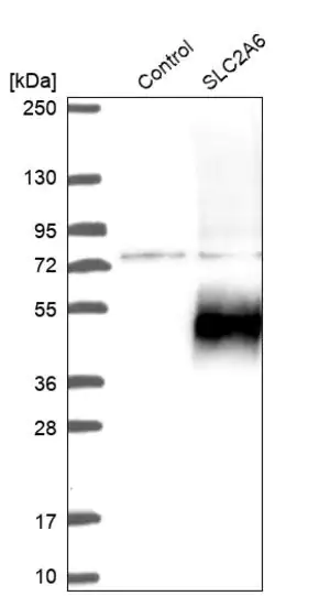 Merck Anti-SLC2A6 antibody produced in rabbit