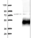 Merck Anti-SLC2A6 antibody produced in rabbit