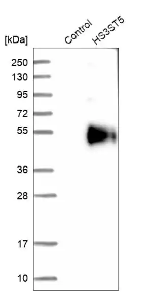 Merck Anti-HS3ST5 antibody produced in rabbit