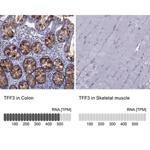 Merck Anti-TFF3 antibody produced in rabbit