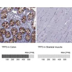 Merck Anti-TFF3 antibody produced in rabbit