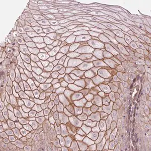 Merck Anti-TXNIP antibody produced in rabbit