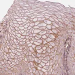 Merck Anti-TXNIP antibody produced in rabbit