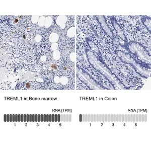 Merck Anti-TREML1 antibody produced in rabbit