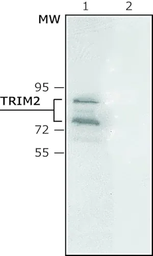 Merck Anti-TRIM2 antibody produced in rabbit