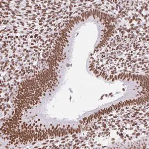 Merck Anti-KHDRBS1 antibody produced in rabbit