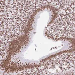 Merck Anti-KHDRBS1 antibody produced in rabbit
