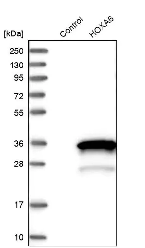 Merck Anti-HOXA6 antibody produced in rabbit