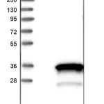 Merck Anti-HOXA6 antibody produced in rabbit