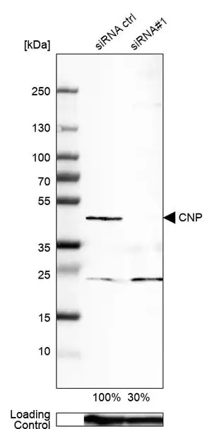 Merck Monoclonal Anti-CNP antibody produced in mouse