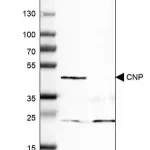 Merck Monoclonal Anti-CNP antibody produced in mouse
