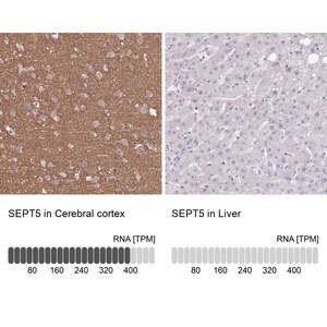 Merck Anti-SEPT5 antibody produced in rabbit