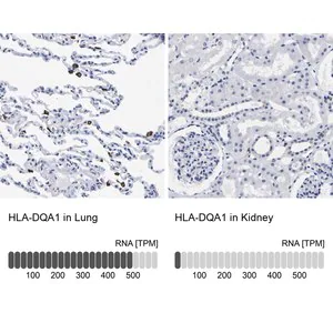 Merck Anti-HLA-DQA1 antibody produced in rabbit