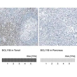 Merck Monoclonal Anti-BCL11B antibody produced in mouse