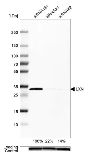 Merck Anti-LXN antibody produced in rabbit