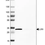 Merck Anti-LXN antibody produced in rabbit