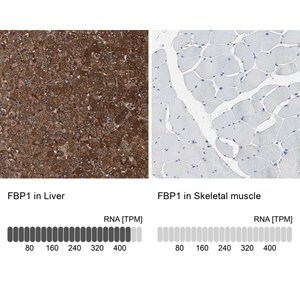 Merck Anti-FBP1 antibody produced in rabbit