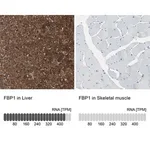 Merck Anti-FBP1 antibody produced in rabbit