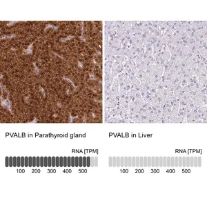 Merck Anti-PVALB antibody produced in rabbit
