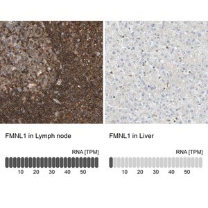 Merck Anti-FMNL1 antibody produced in rabbit