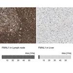 Merck Anti-FMNL1 antibody produced in rabbit