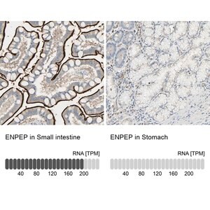 Merck Anti-ENPEP antibody produced in rabbit