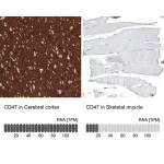 Merck Monoclonal Anti-CD47 antibody produced in mouse