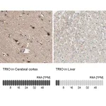 Merck Anti-TRIO antibody produced in rabbit