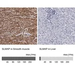 Merck Anti-SLMAP antibody produced in rabbit