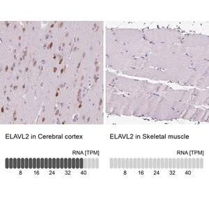 Merck Anti-ELAVL2 antibody produced in rabbit